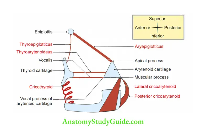 Larynx Schematic diagram to recollect the attachments of muscles of larynx