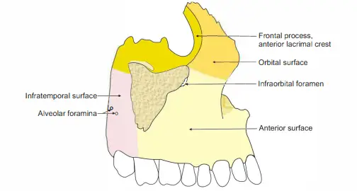 Lateral surface of right maxilla