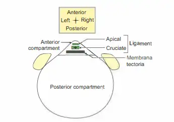 Less important structures passing through foramen magnum