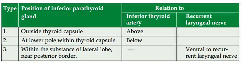 Location of parathyroid gland and relation with artry and nerve