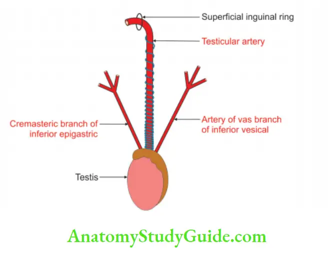 Male External Genital Organs Arteries Supplying right testis