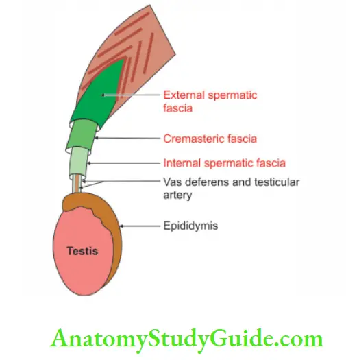 Male External Genital Organs Coverings of testis