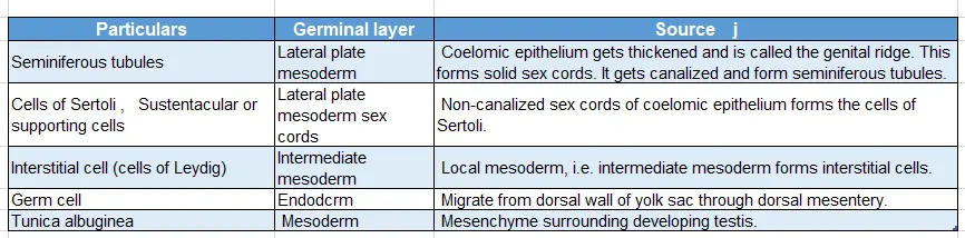 Male External Genital Organs Development of testis