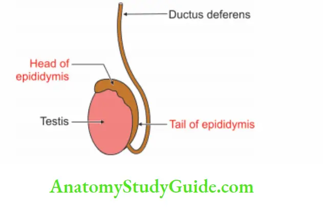 Male External Genital Organs Epididymis