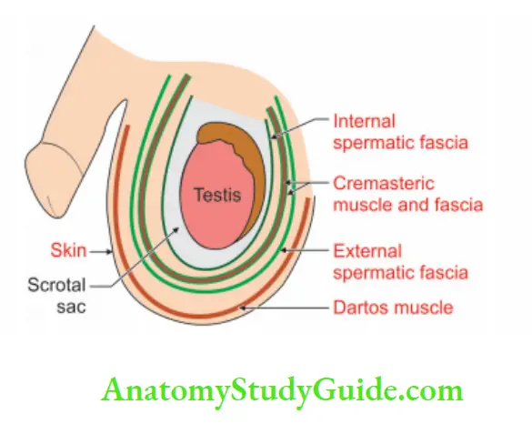 Male External Genital Organs Layers of the Scrotum