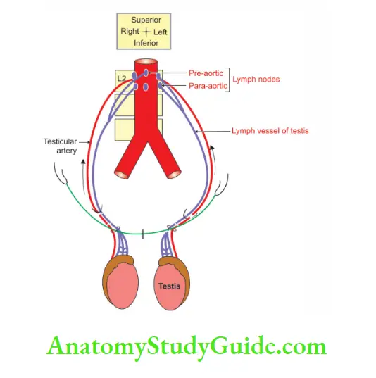 Male External Genital Organs Lymphatic drianage of testis
