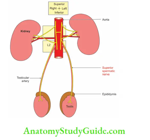 Male External Genital Organs Nerve supply of testes
