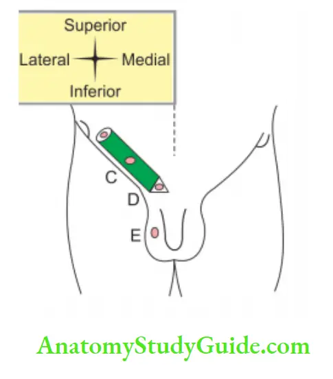 Male External Genital Organs Normal coure of descent of tests on right side