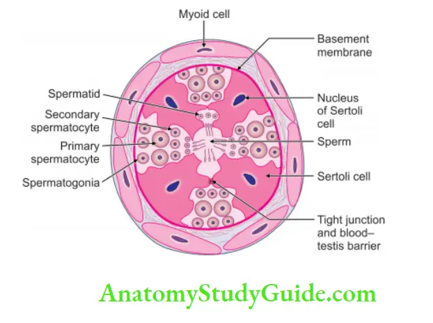 Male External Genital Organs Semiferous tubule under high magnification