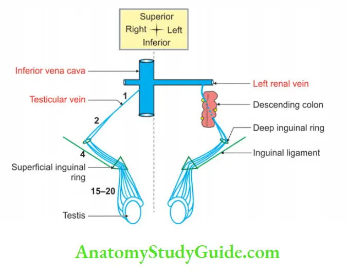 Male External Genital Organs Venous drainage of testis