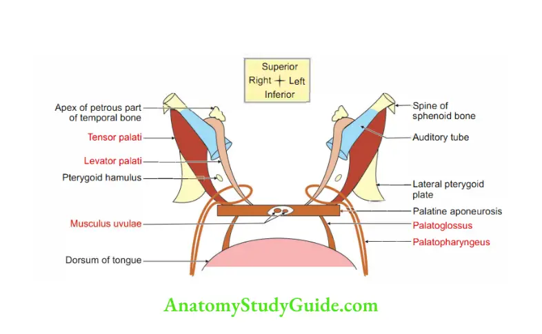 Mouth and Pharynx Muscles of soft palate