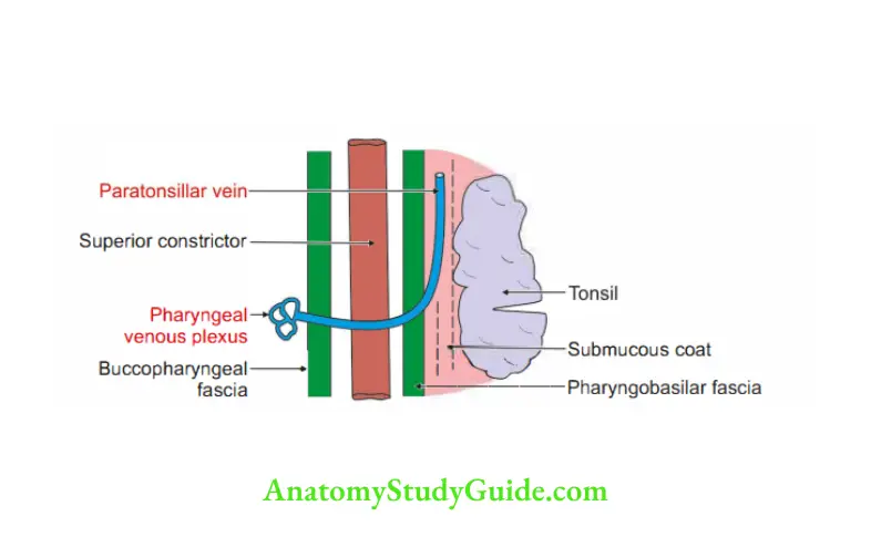 Mouth and Pharynx Venous drainage of tonsil