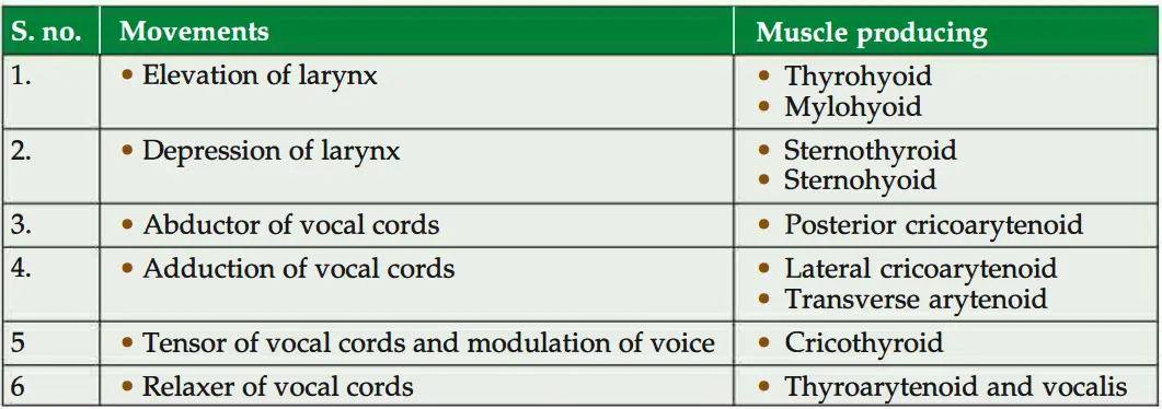 Movements and muscles of vocal cords