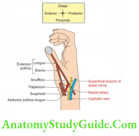 Muscles Of The Anterior Forearm Boundaries, Floor And Contents Of Anatomical Snuffbox