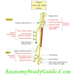 Muscles Of The Anterior Forearm - Anatomy Study Guide