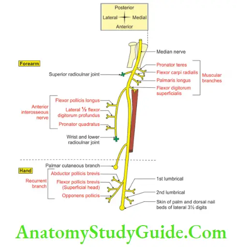 Muscles Of The Anterior Forearm Branches Of Median Nerve