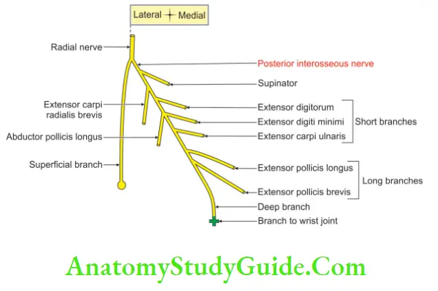 Muscles Of The Anterior Forearm Branches Of Posterior Interosseous Nerve
