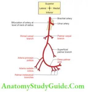 Muscles Of The Anterior Forearm - Anatomy Study Guide