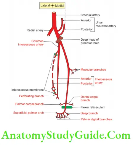 Muscles Of The Anterior Forearm Branches Of Ulnar Artery