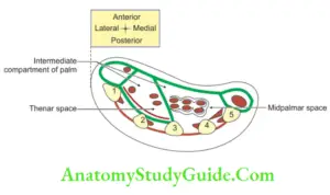 Ulnar Nerve - Anatomy - Anatomy Study Guide