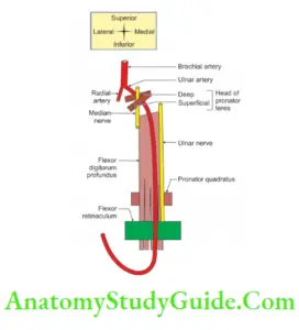 Muscles Of The Anterior Forearm - Anatomy Study Guide