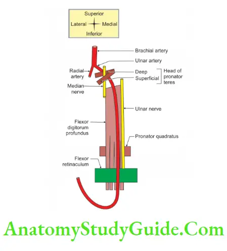 Muscles Of The Anterior Forearm Course And Relations Of Right Ulnar Artery