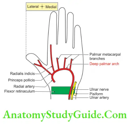 Muscles Of The Anterior Forearm Deep Palmar Arch