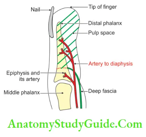 Muscles Of The Anterior Forearm Digital Pulp Space