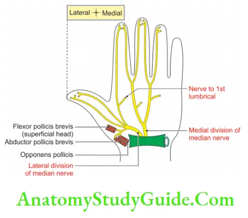Muscles Of The Anterior Forearm Distribution Of Median Nerve In Hand