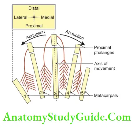 Muscles Of The Anterior Forearm Dorsal Interossei Abduction