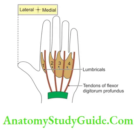 Muscles Of The Anterior Forearm Morphology Of Lumbricals