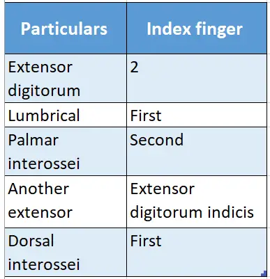 Muscles Of The Anterior Forearm Muscles Inserted In The Extensor Expansion Of Index Finger