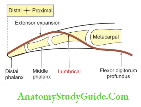 Muscles Of The Anterior Forearm Original And Insertion Of Lumbrical