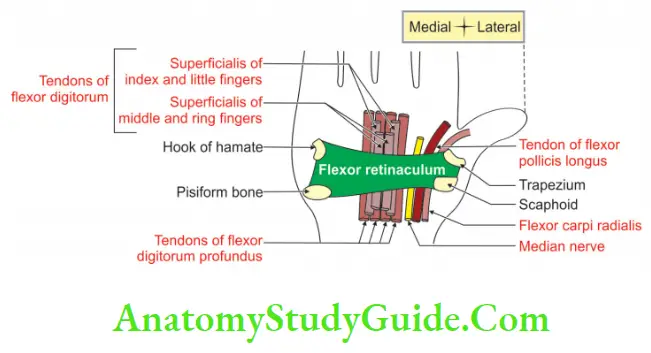 Muscles Of The Anterior Forearm Structures Deep To Flexor Retinaculum