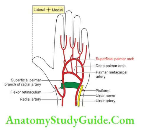 Muscles Of The Anterior Forearm Superficial Palmar Arch