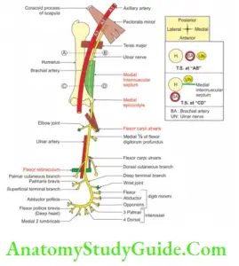 Muscles Of The Anterior Forearm - Anatomy Study Guide