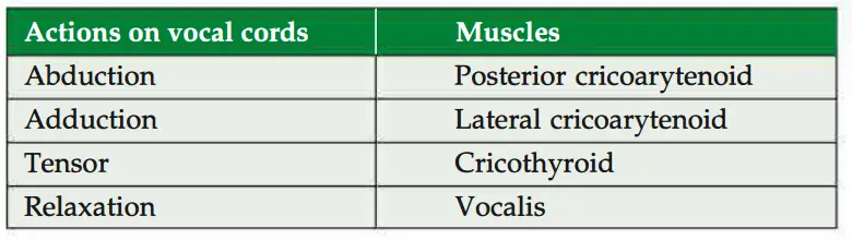 Muscles acting on vocal cords
