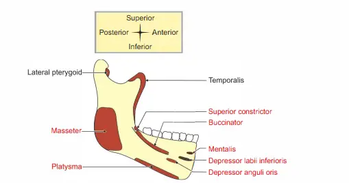 Muscles attached to lateral surface of right side of body of mandible