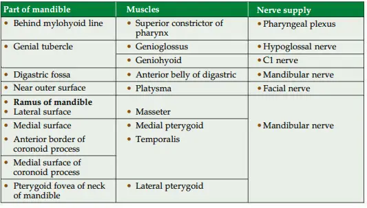 Muscles attached to mandible and their nerve supply (Contd.)