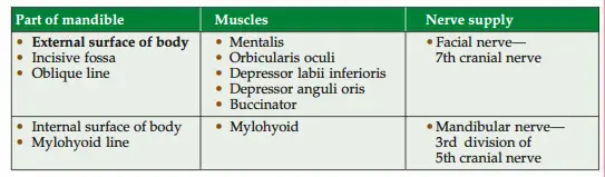 Muscles attached to mandible and their nerve supply