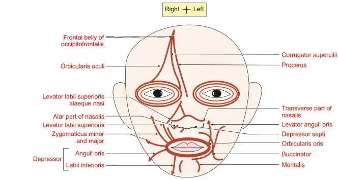 Muscles of the face