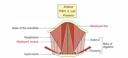 Mylohyoid line and muscle