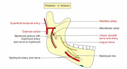 Nerves and vessels related to medial surface of mandible