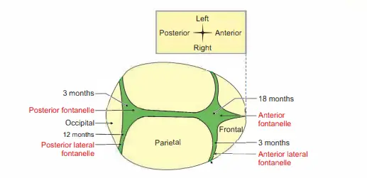 Norma verticalis of foetal skull to show various fontanelles