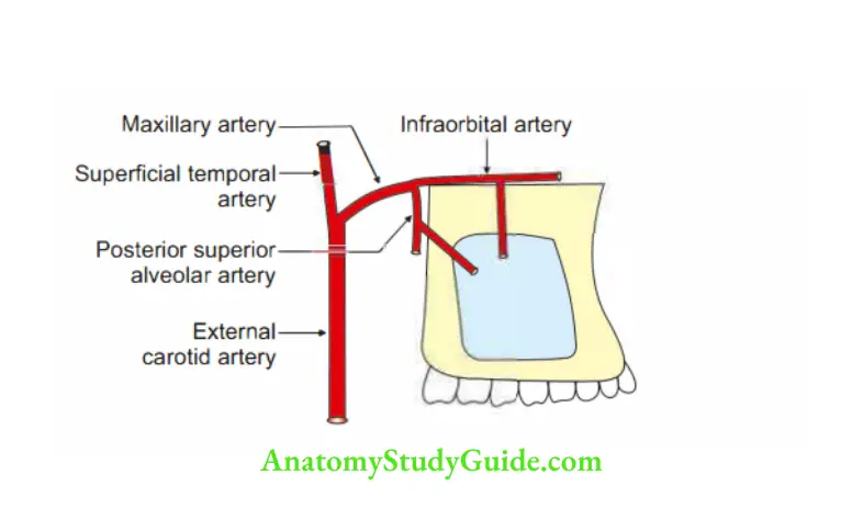 Nose and Paranasal Sinuses Arterial supply of maxillary air sinus