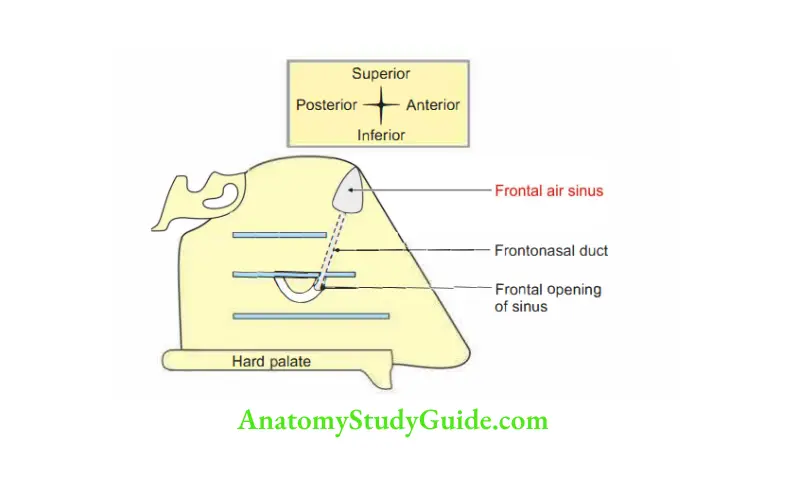 Nose and Paranasal Sinuses Frontal air sinus