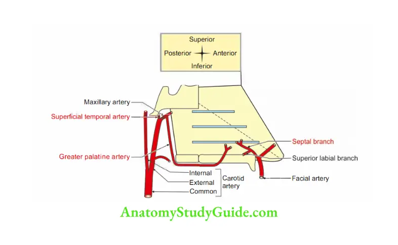 Nose and Paranasal Sinuses Anatomy Notes And Important Questions With ...