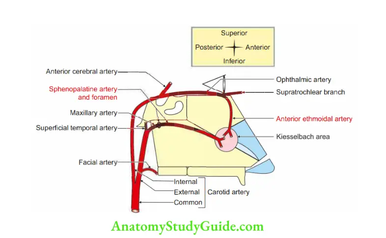 Nose and Paranasal Sinuses Most importnt arteries of nasal septum