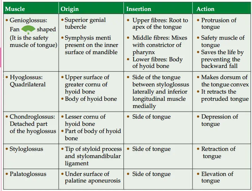 Origin, inserton and action of extrinsic muscles of tongue