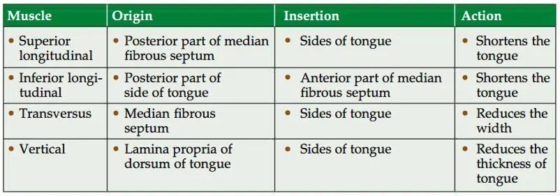 Origin inserton and action of intrinsic muscles of tongue